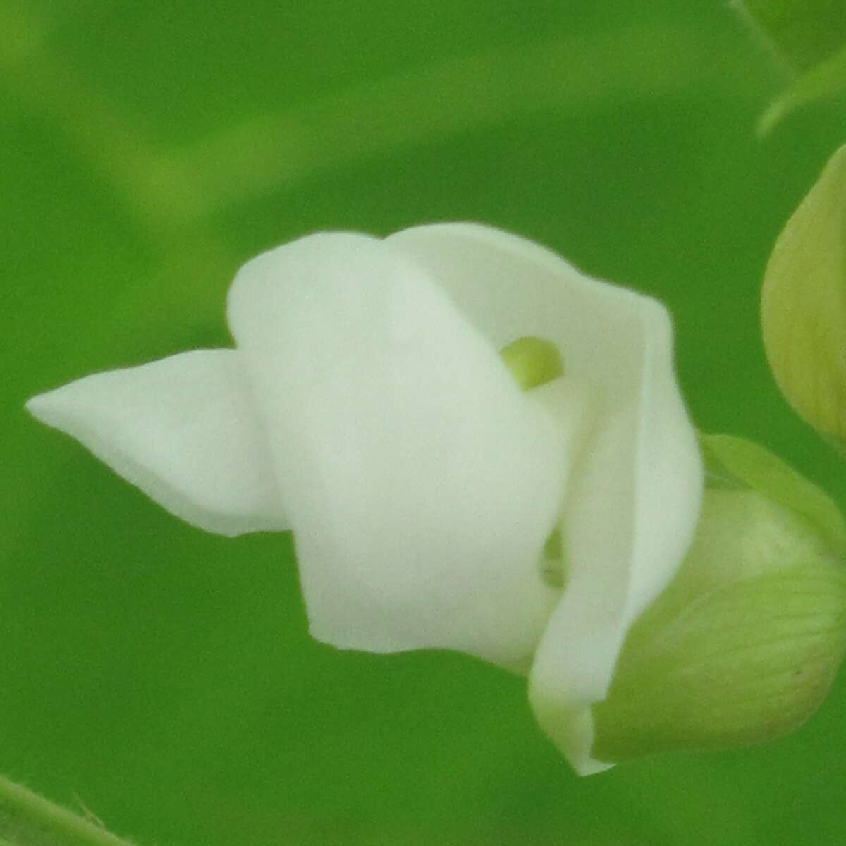 Climbing French bean Alice Whitis Pink flower