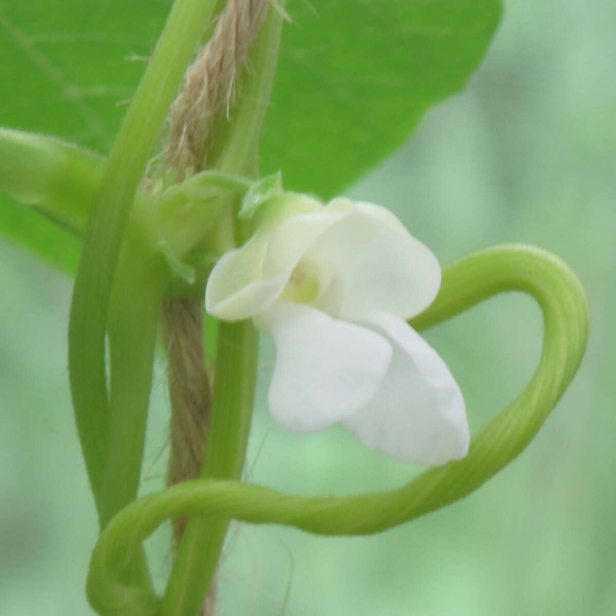 Climbing French Bean Bob and Mary flower