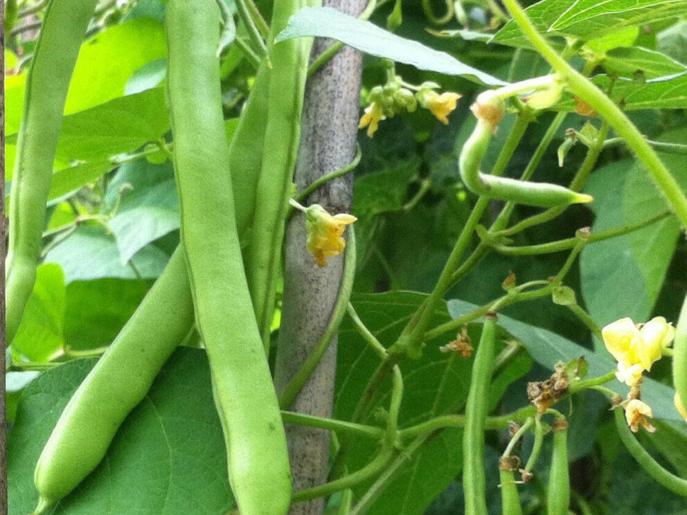 Climbing French bean Bonne Bouche