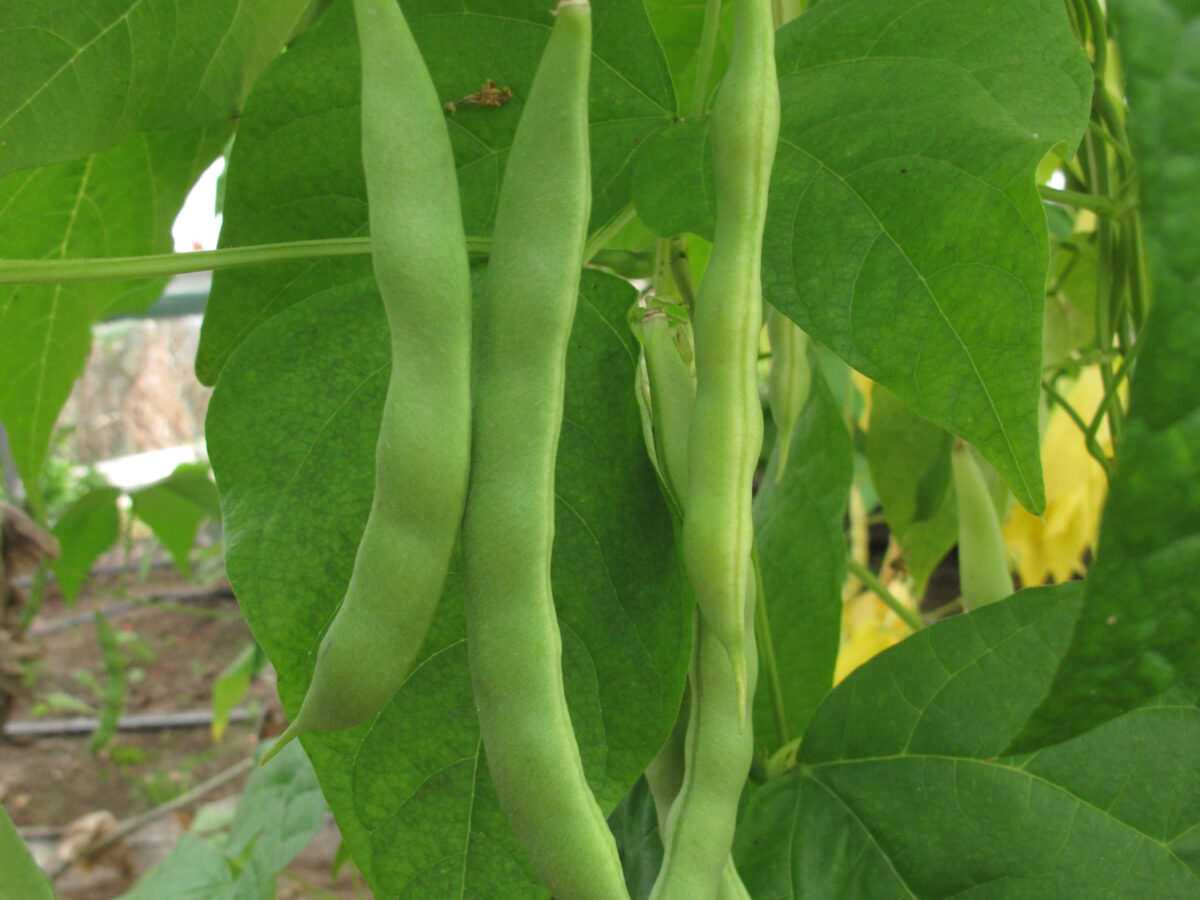 climbing French bean Czechoslovakian