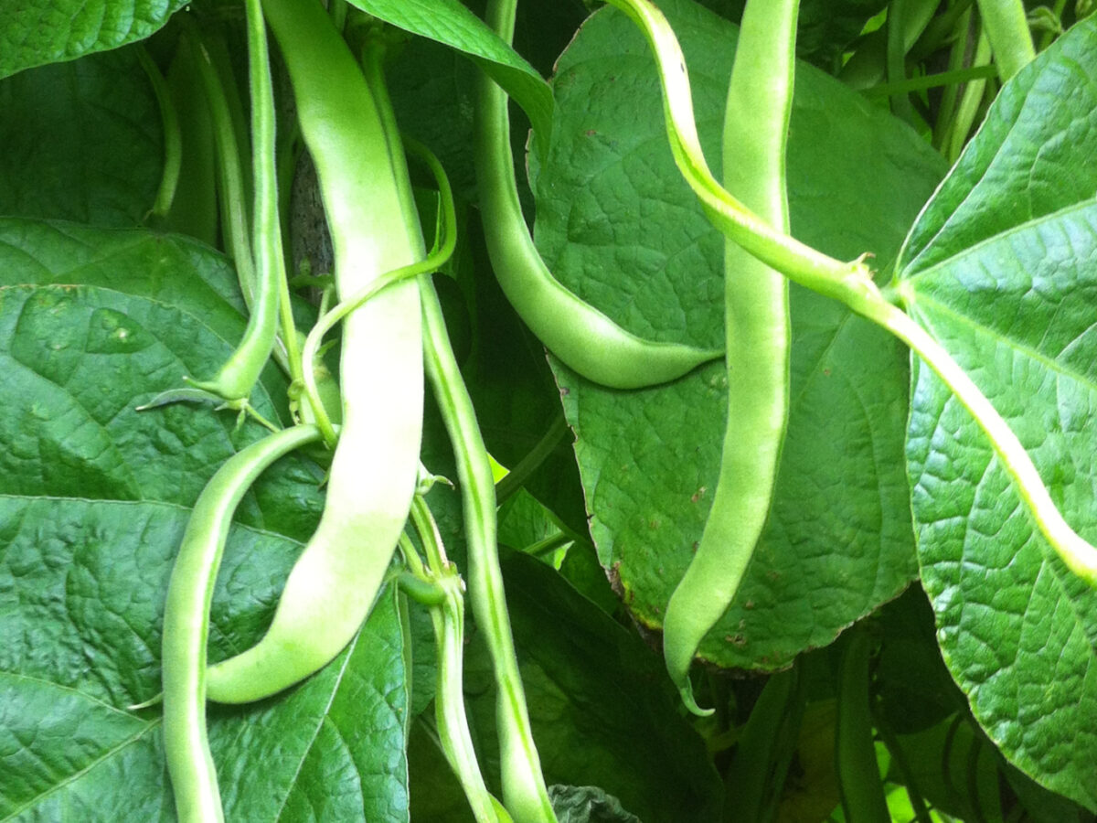 climbing French bean Madeira Maroon