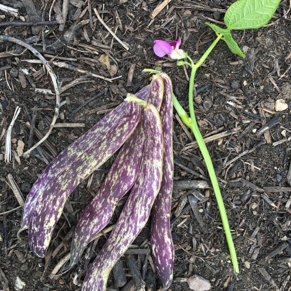 Dwarf French Bean Dragon Tongue