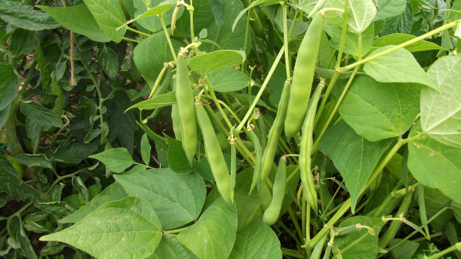 Dwarf French bean Early Warwick