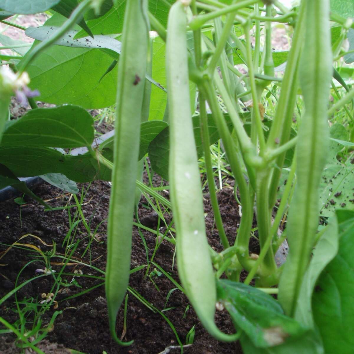 Dwarf French bean Ukrainian Comrades green pods