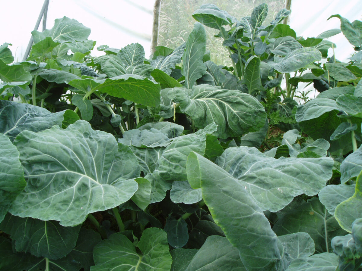 Kale Spis Bladene