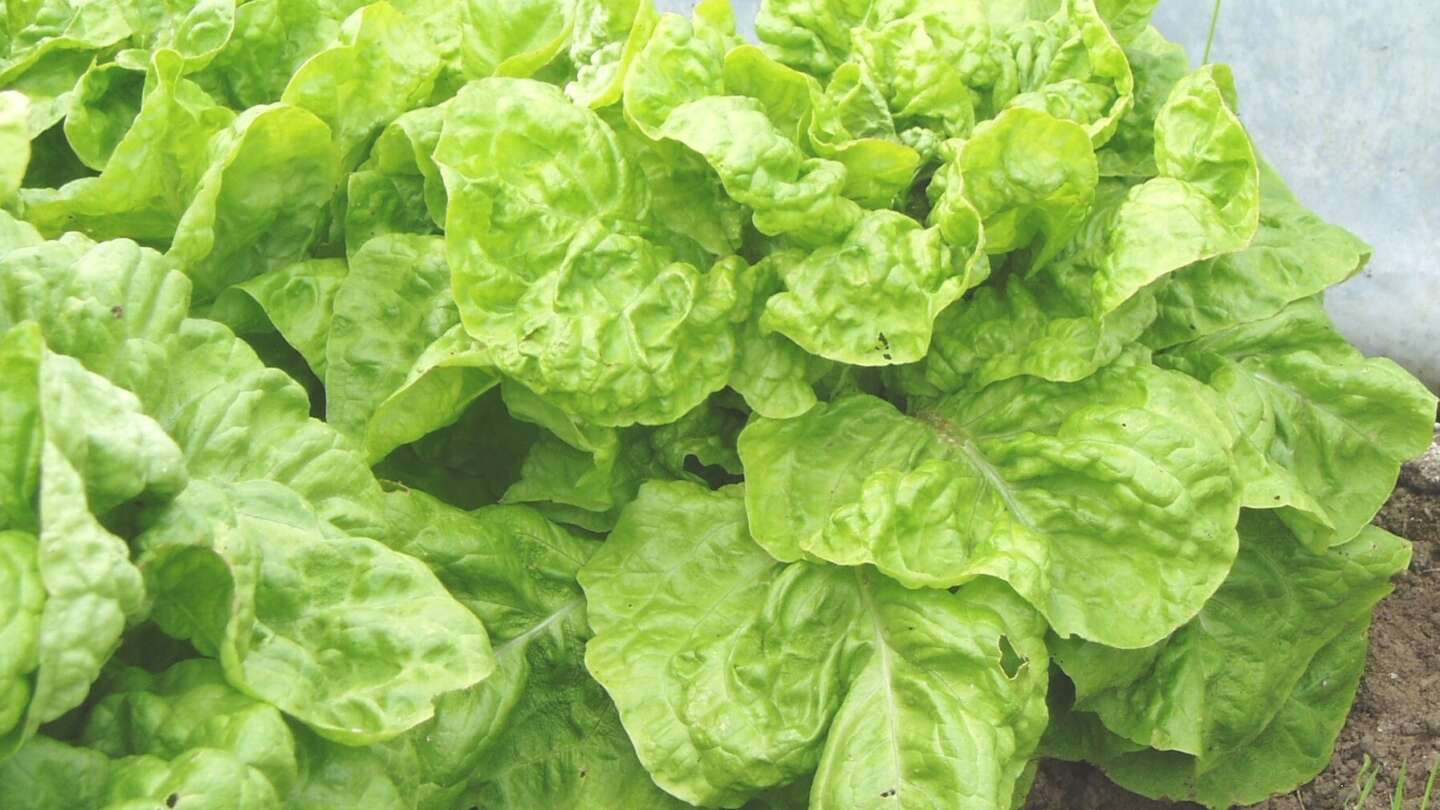 Lettuce White Seeded Samara