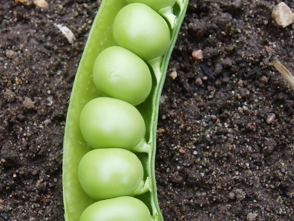 Pea Simpsons Special