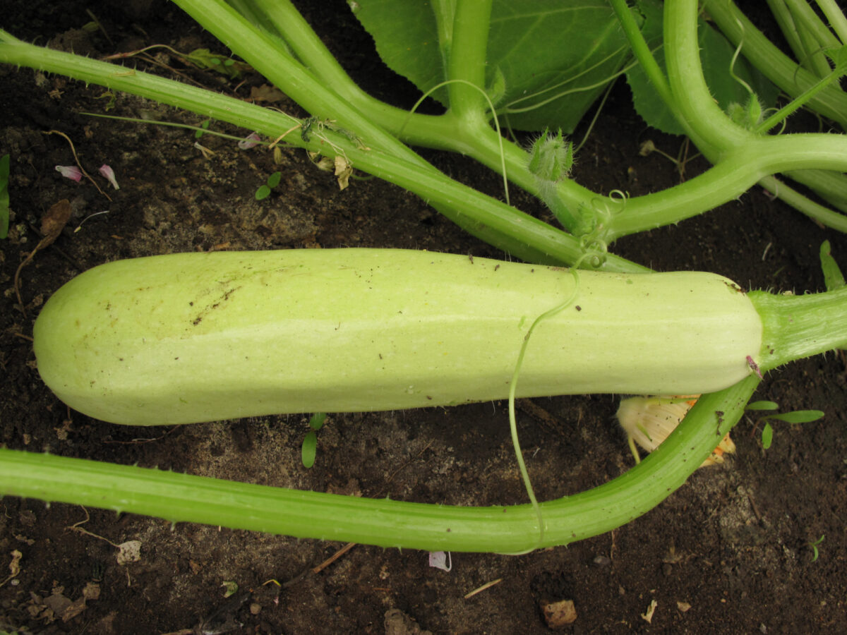 Squash White Serpent