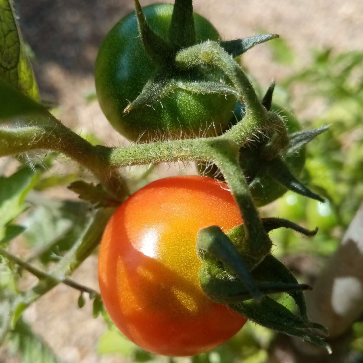 Tomato Fox Cherry single fruit