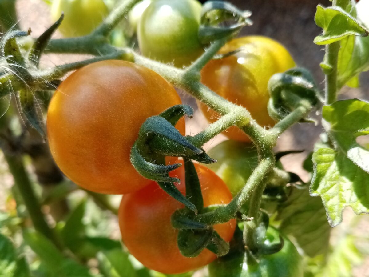 Tomato Fox Cherry truss