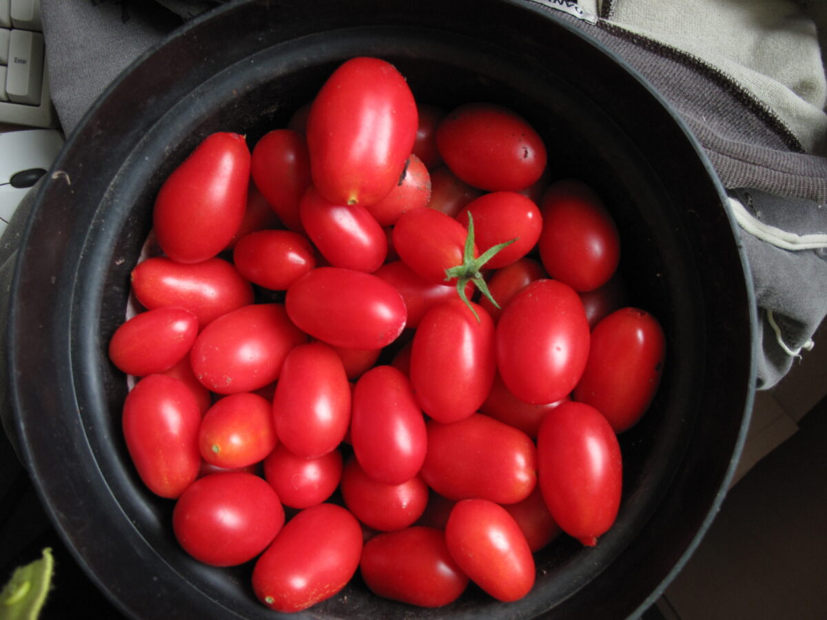 Tomato Pop In