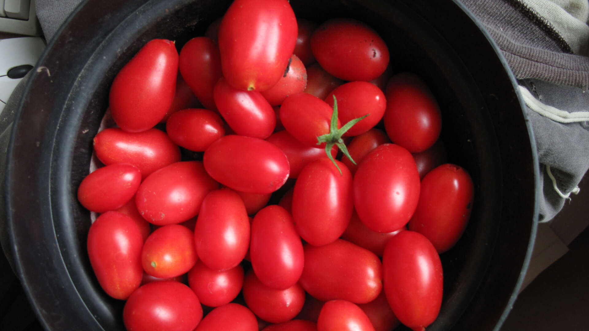 Tomato Pop In