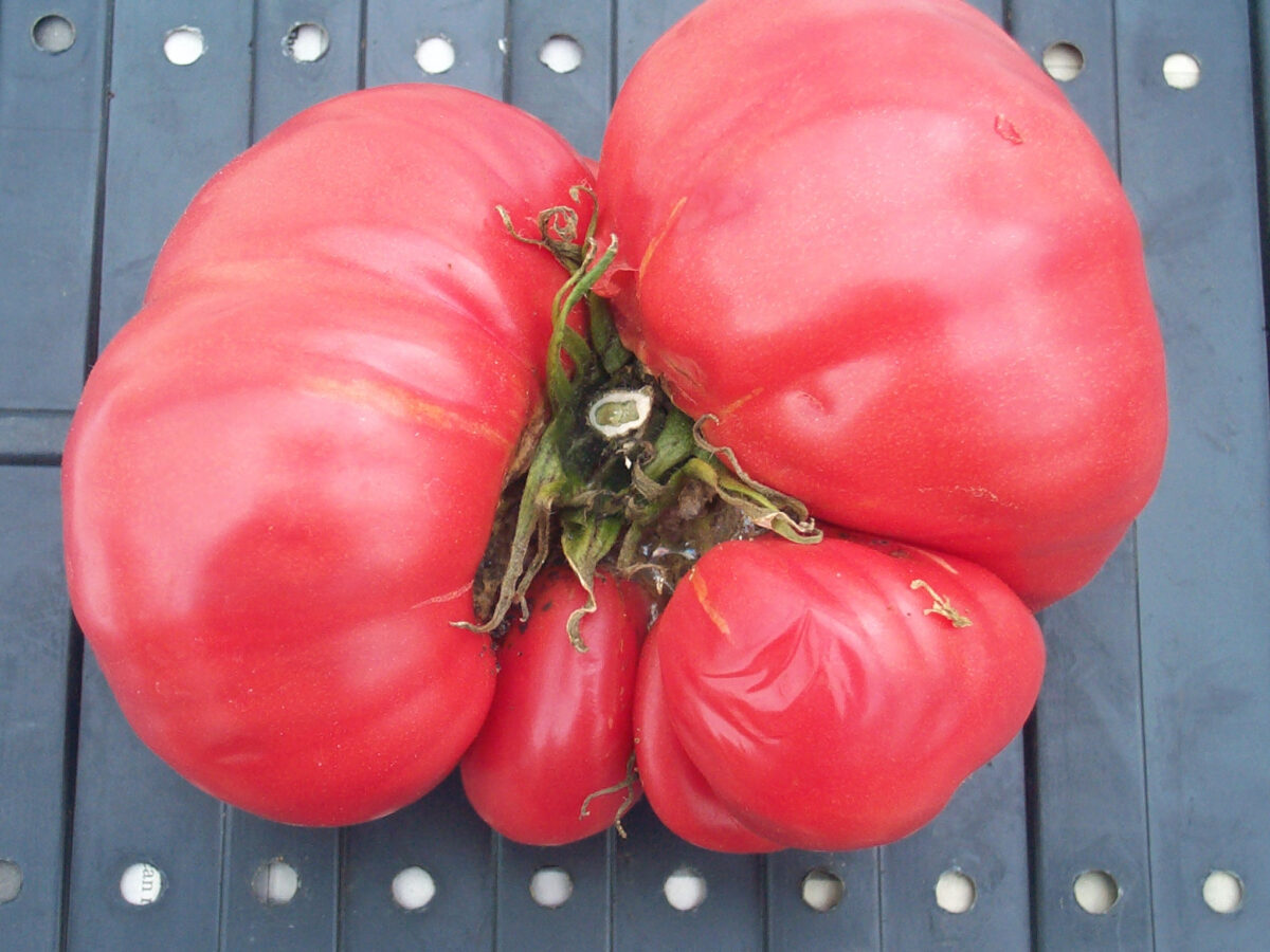 Tomato Wladecks