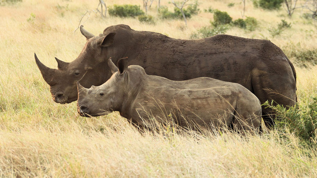 A Closer Look at Rhino Dehorning in South Africa