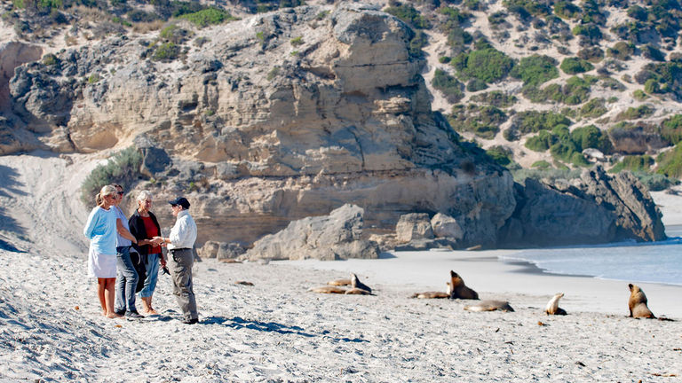 Authorized guides can take small groups onto the beach at Seal Bay Conservation Park.