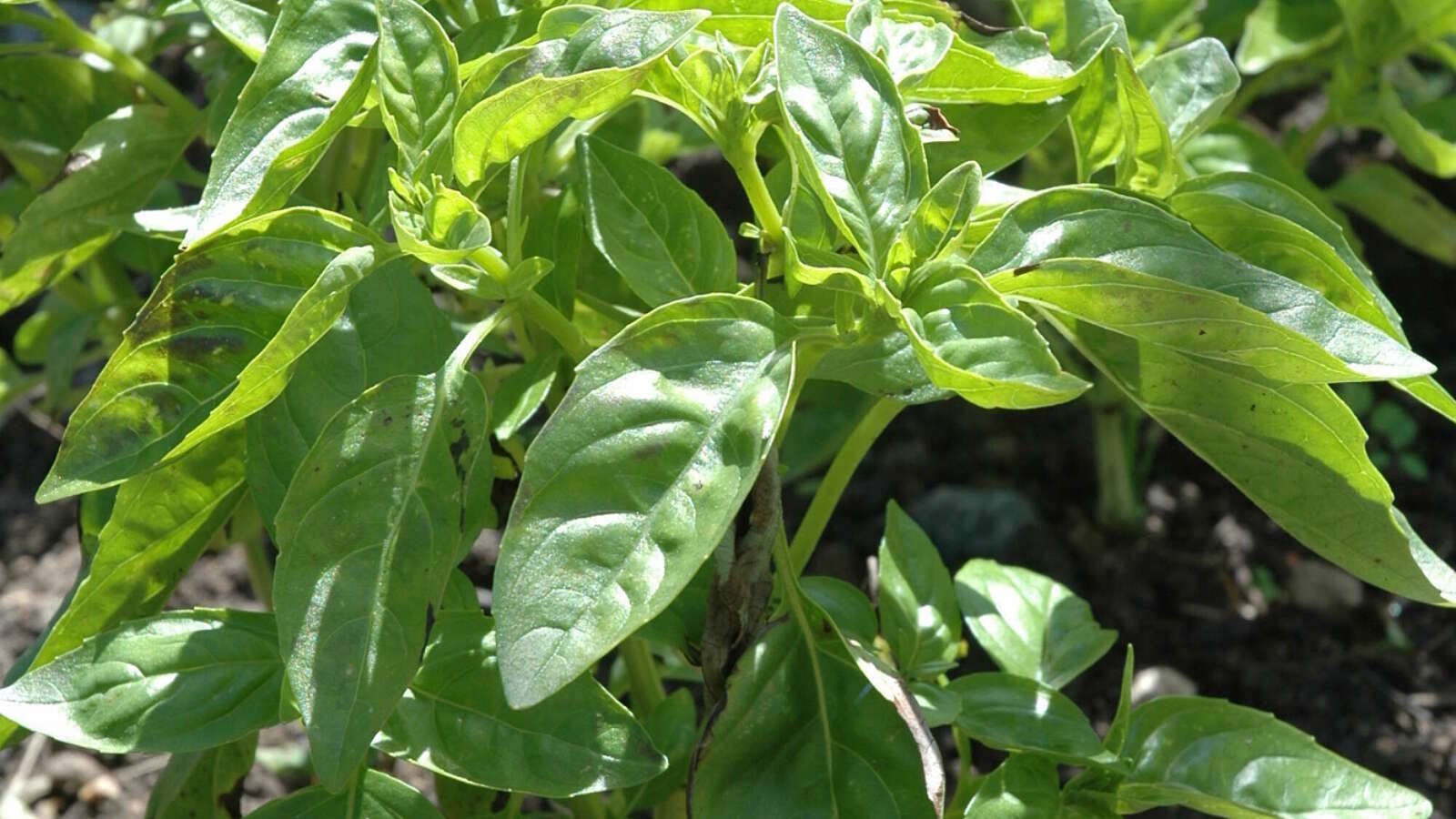 A small basil plant with green leaves growing in soil.