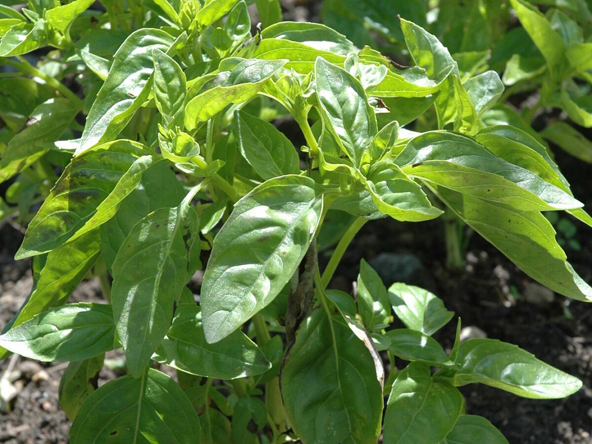 A small basil plant with green leaves growing in soil.