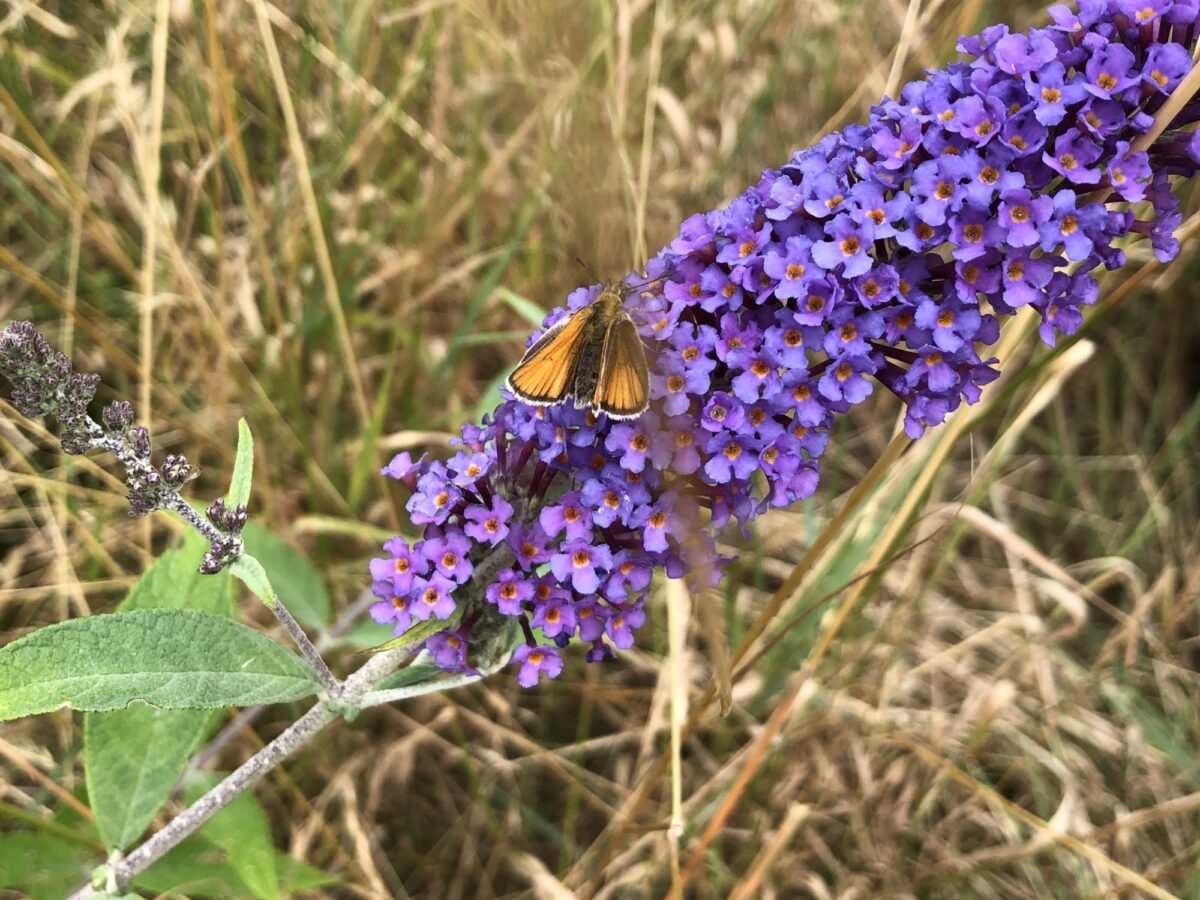 Butterfly on buddhlia