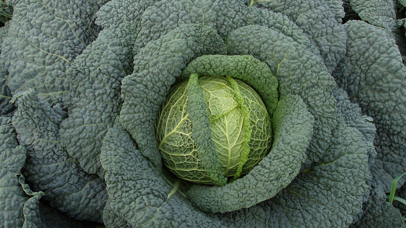 Alternative text should describe the visual content of the image.