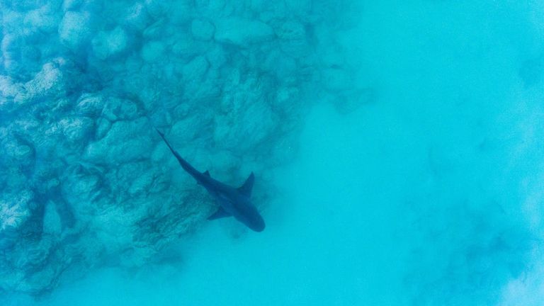 Cabo Pulmo Shark