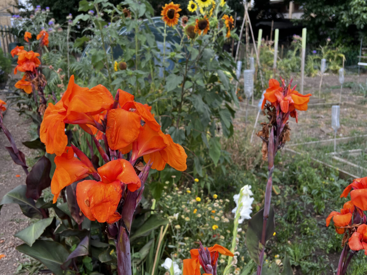 Red canna's in a garden border