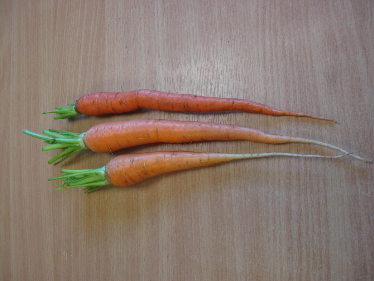Alternative text should describe the visual content of the image.
