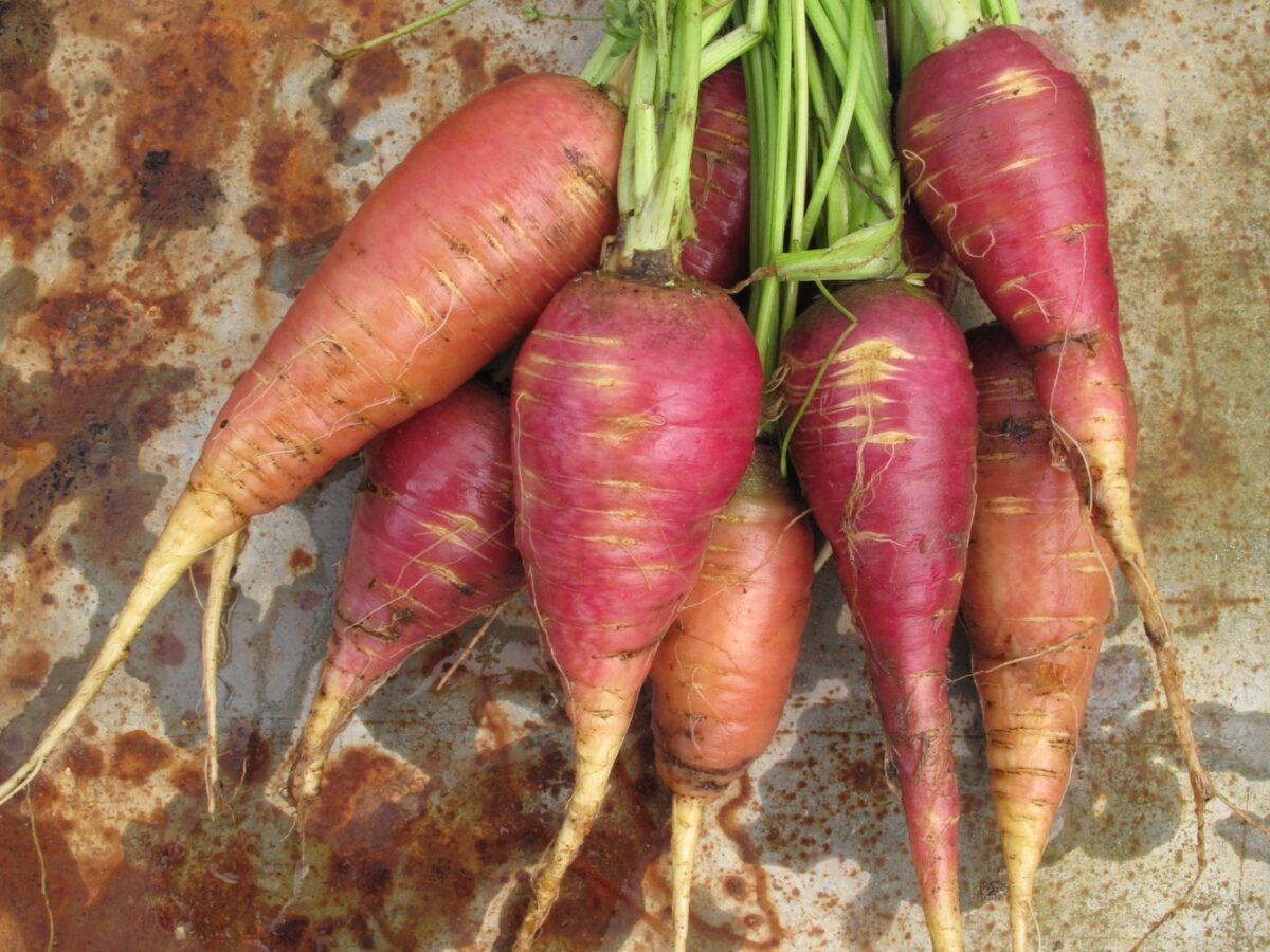 A bunch of 7 carrots laid flat on the ground, these carrots have a purple tinge to them and bright green stems