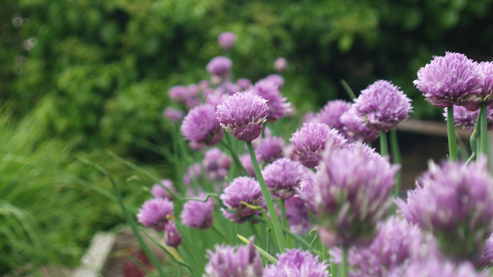 Purple chive flowers in full bloom.