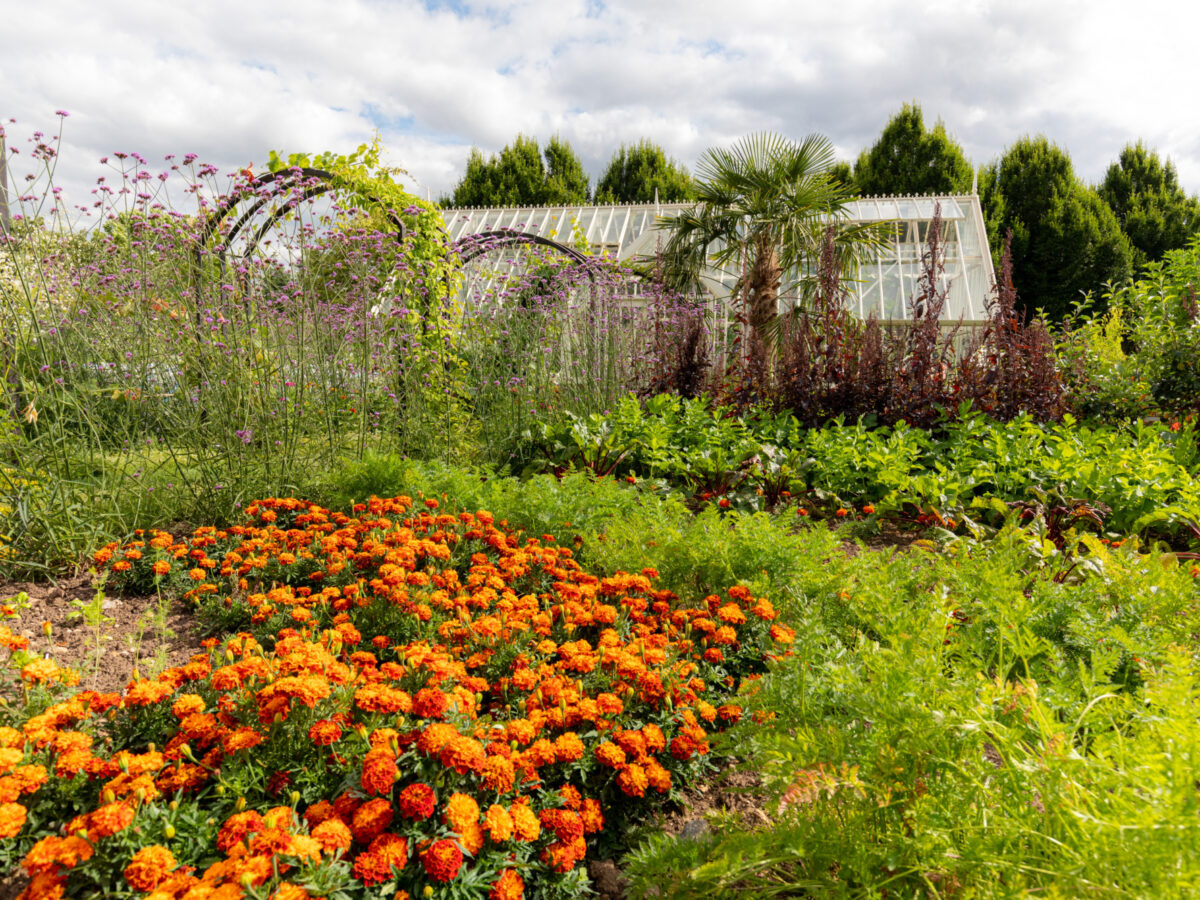 Mixture of plants in a garden