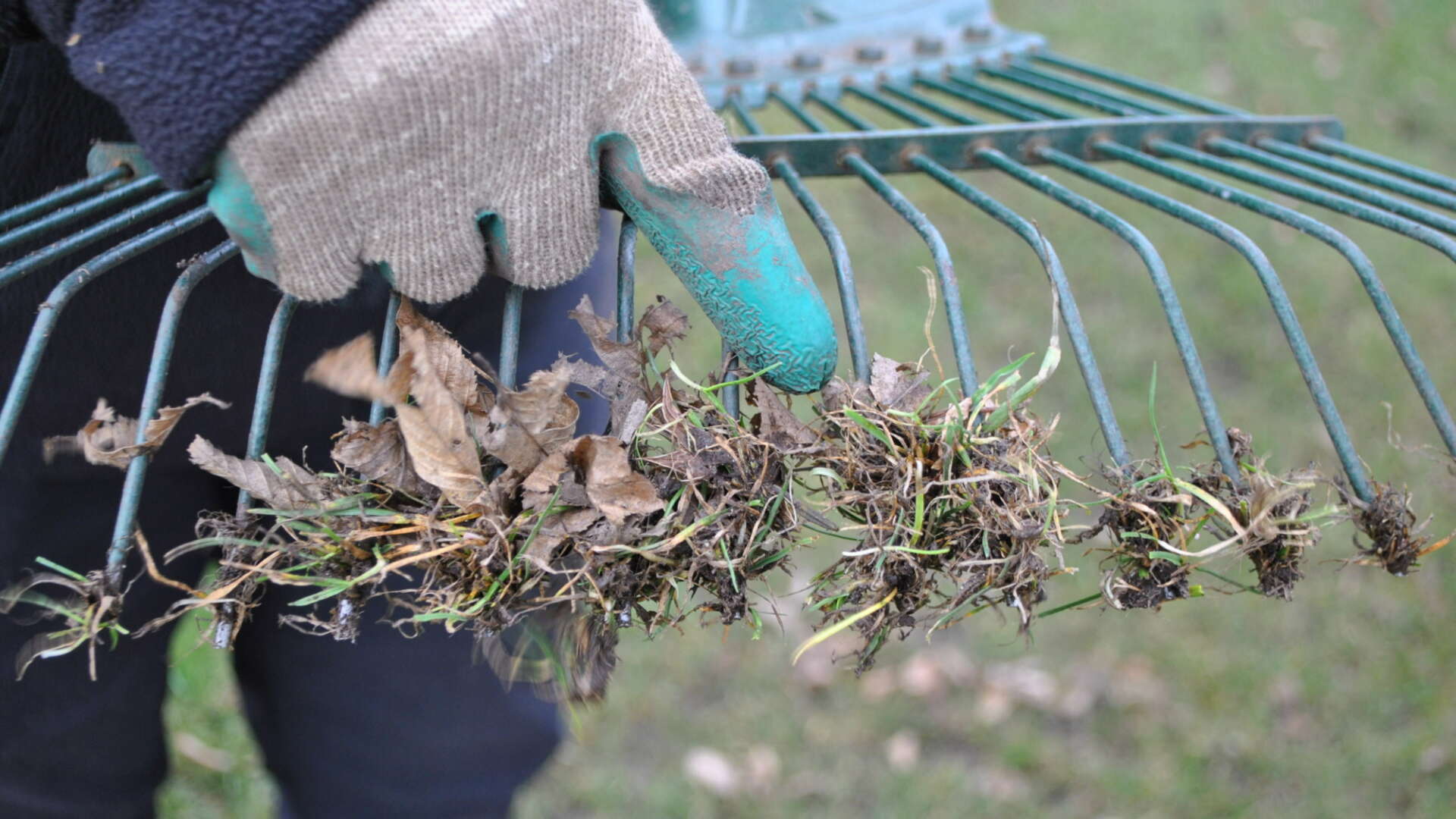 Scarifying the lawn