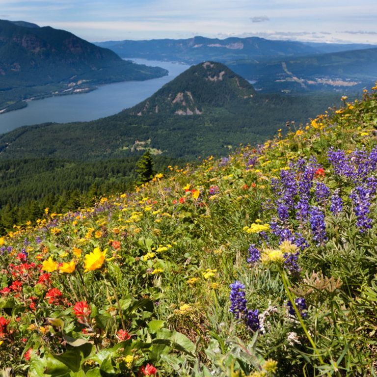 Columbia River Cruises