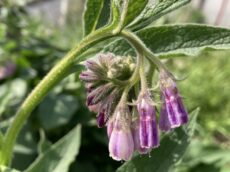 Comfrey Bocking 14 plant