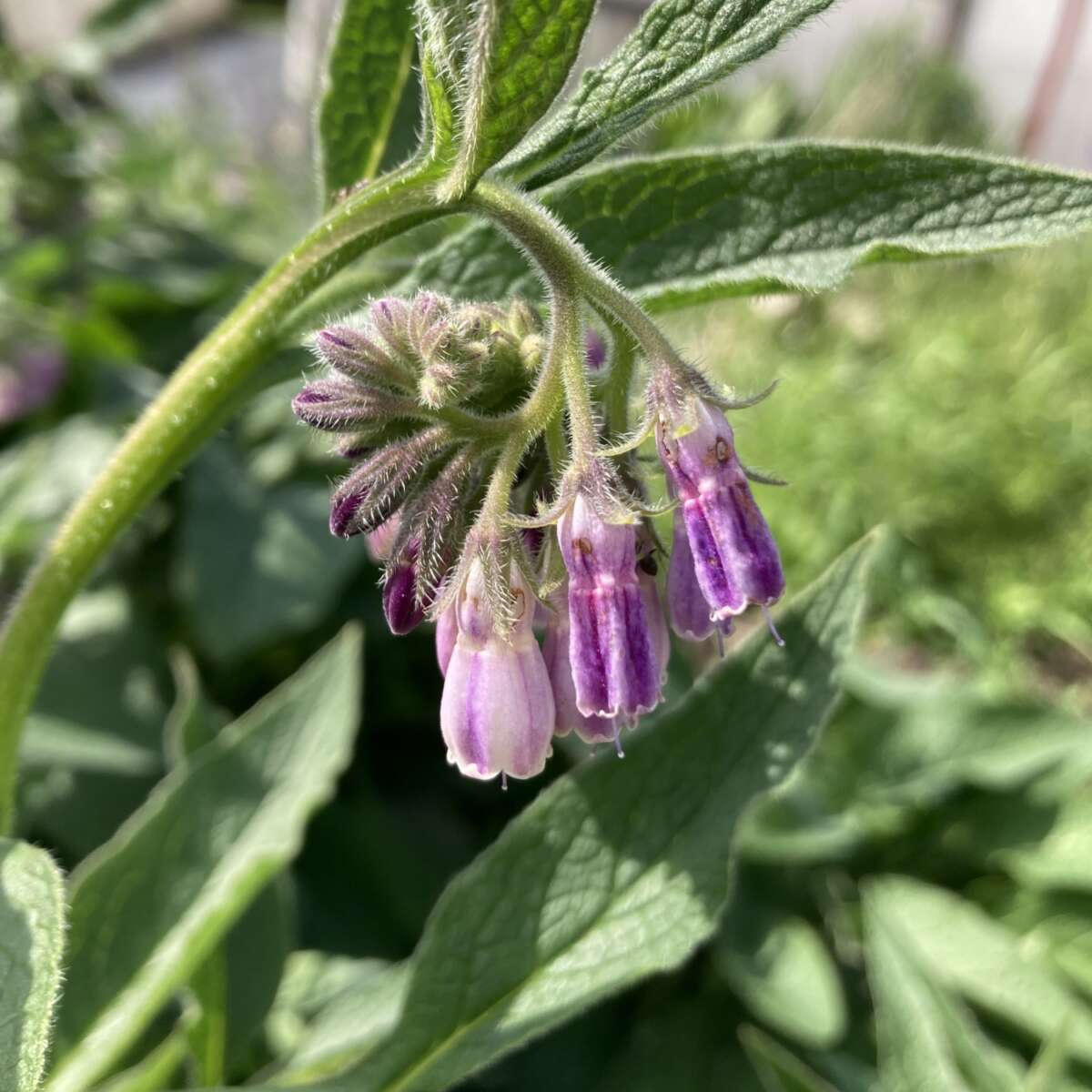 Comfrey flower