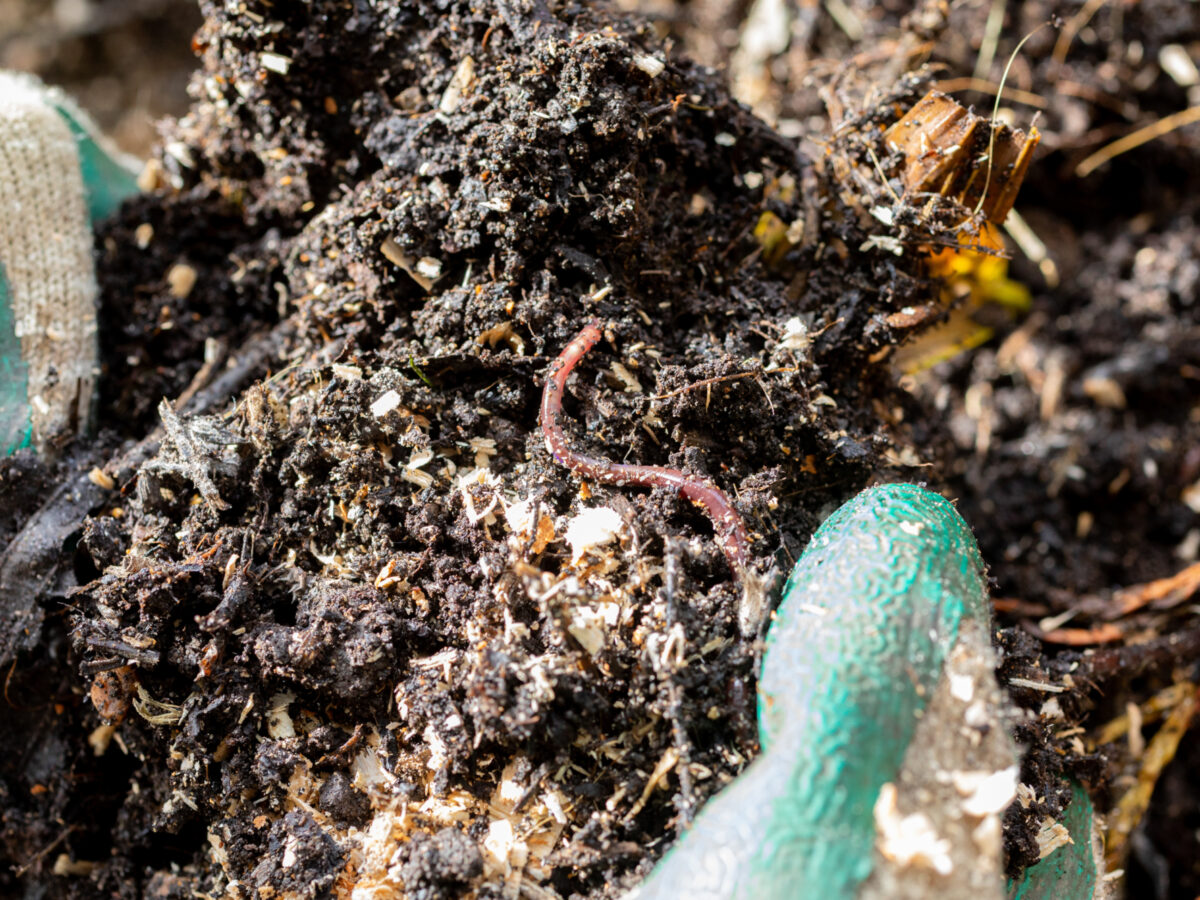 Worms in compost