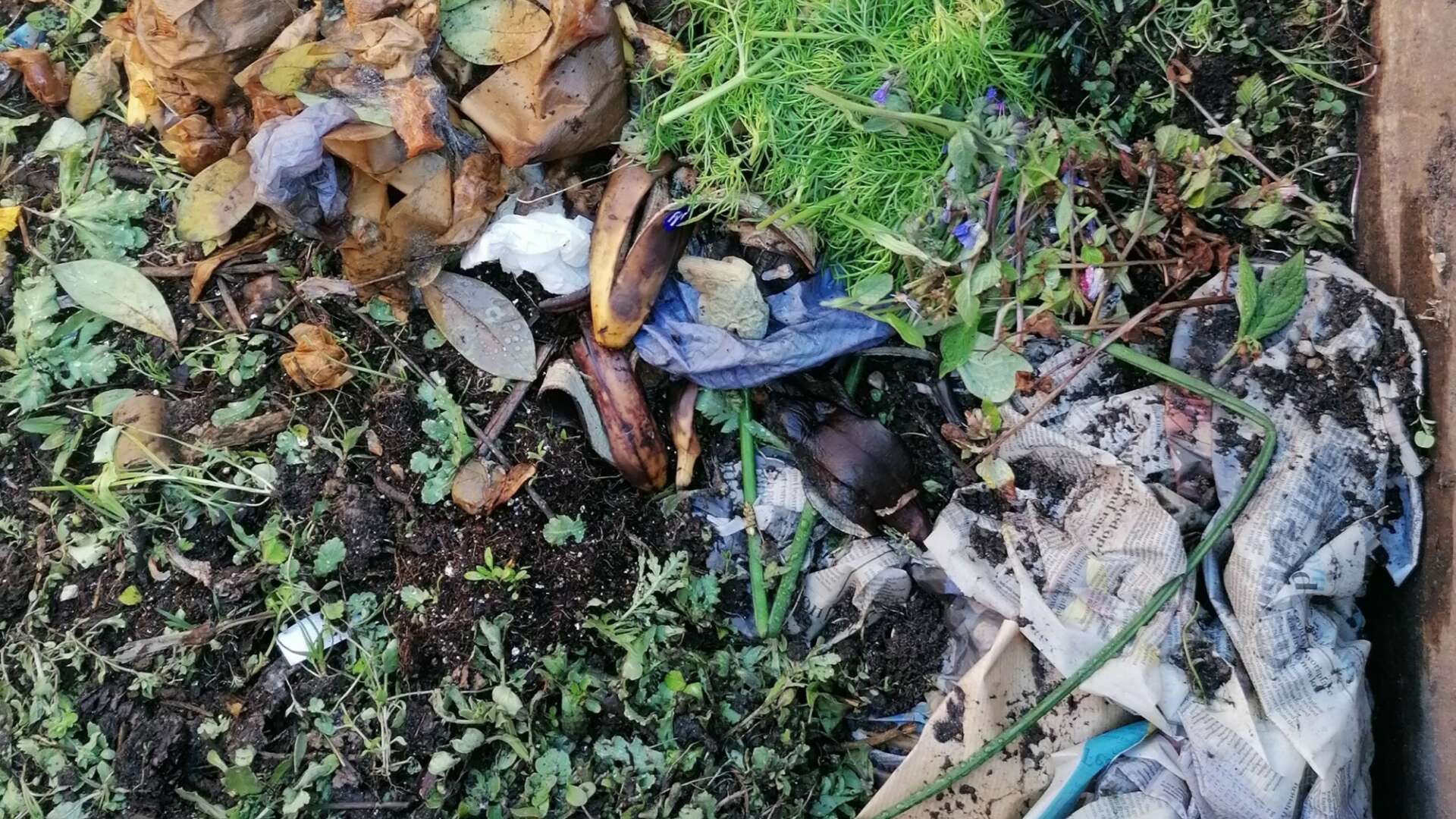Compost with mixes ingerdients