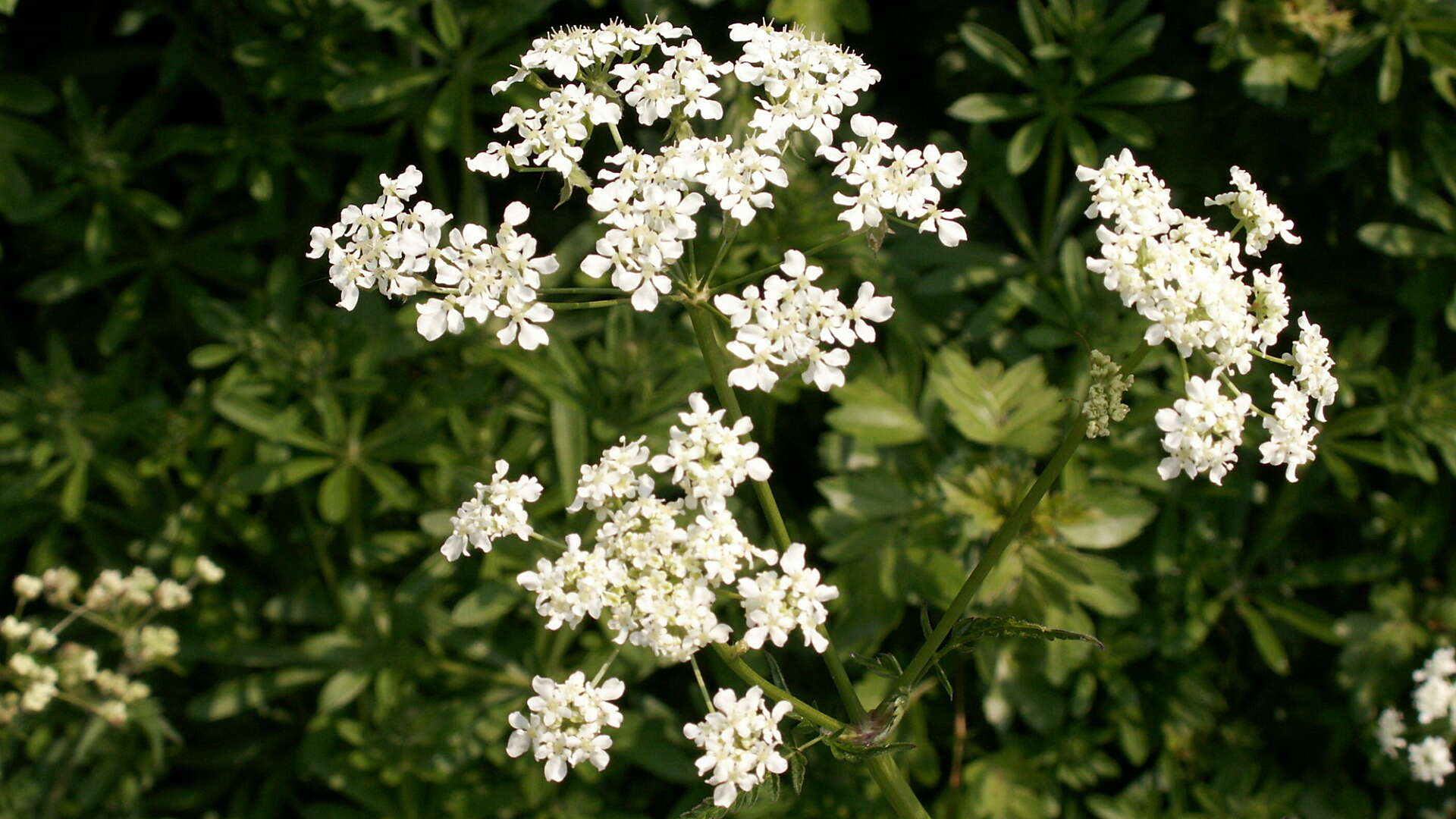 Cow parsley in flower