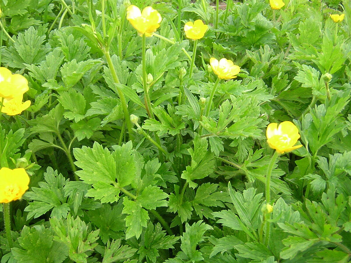 Creeping buttercup in flower