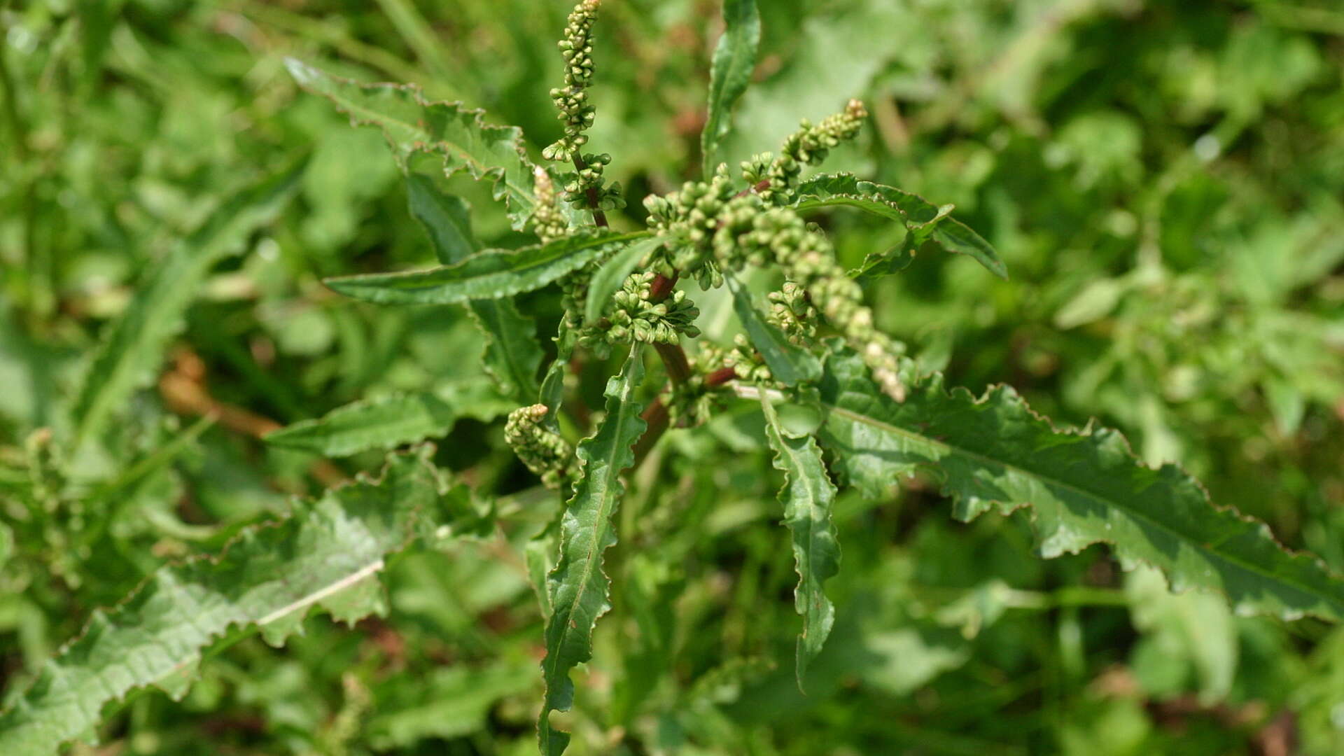 The curled dock occurs in arable and meadowland, waste places, on sand dunes, and shingle.