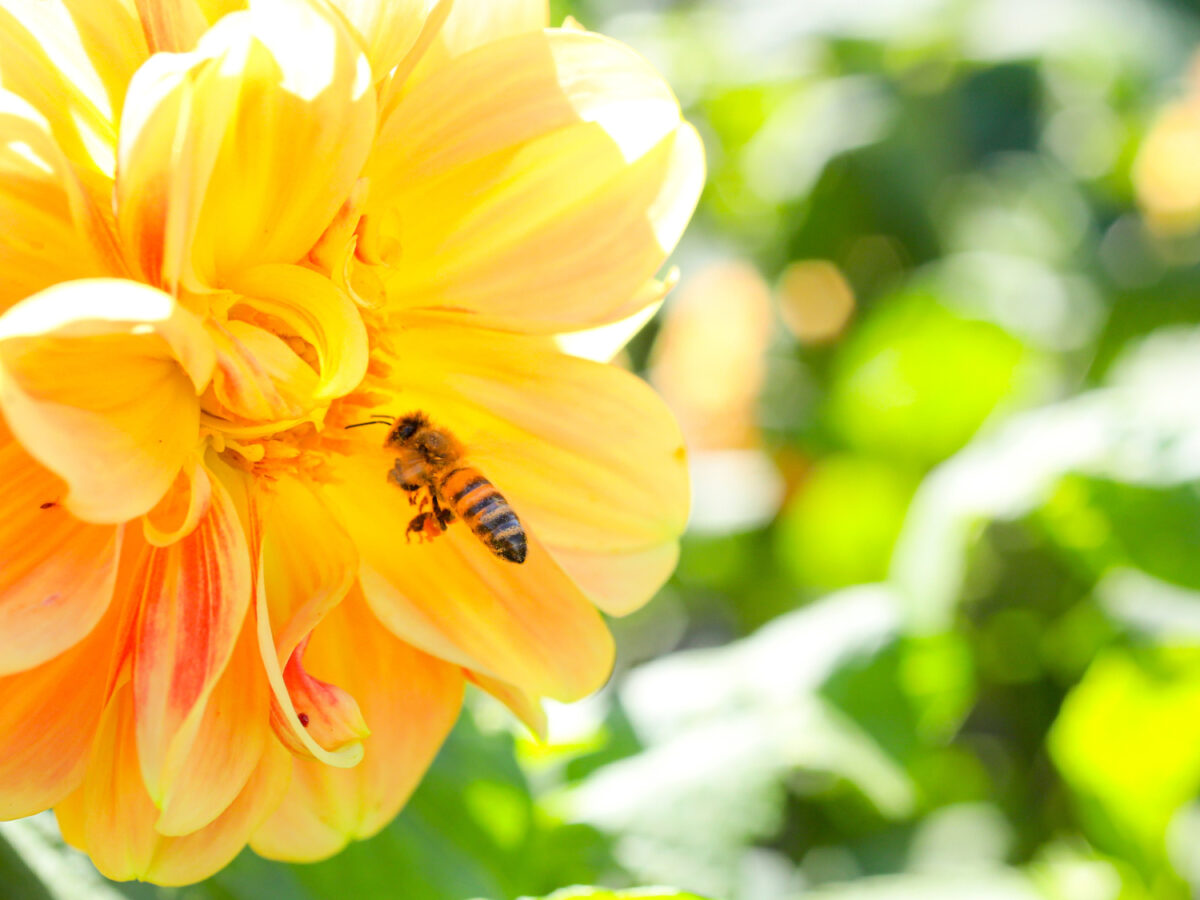 Bee on flower
