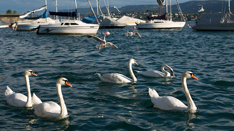 Enormous swans are iconic of Switzerland’s many lakes. // © 2018 Ben McBee