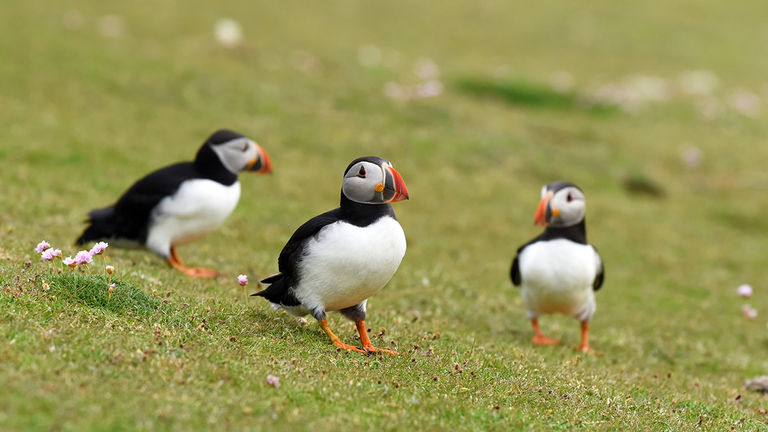 Every spring, puffins’ beaks and feat turn a bright shade of orange in preparation for breeding season.