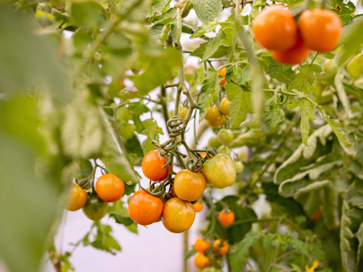 Tomato plants