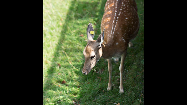 Fallow deer, which have lived in Rapperswil since 1871, graze in a well-tended park below Rapperswil Castle. // © 2018 Ben McBee