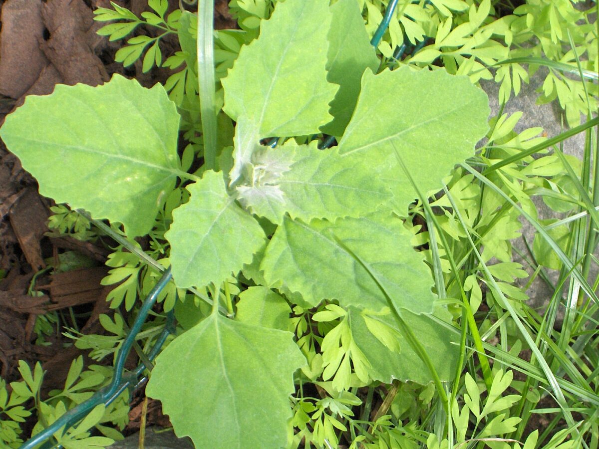 Close up of the weed fat hen