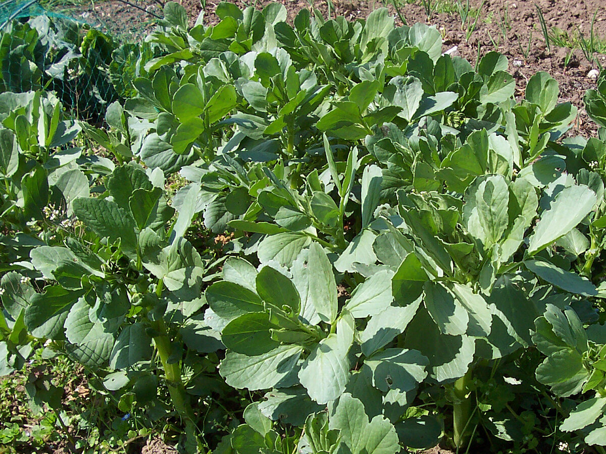 field beans