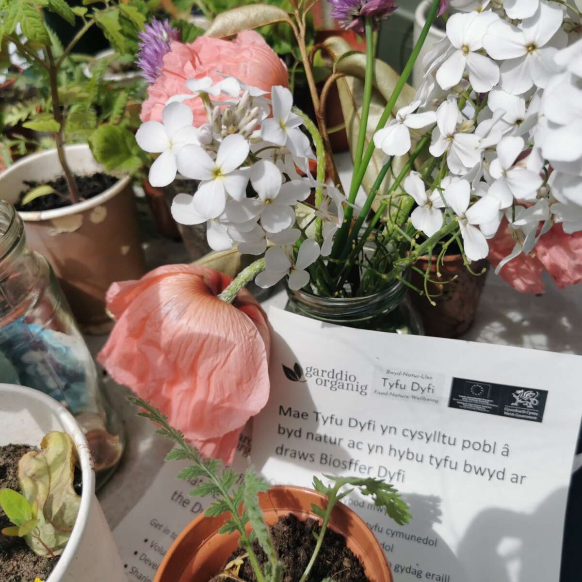 Flyers and flowers at our Master Gardeners project in mid Wales