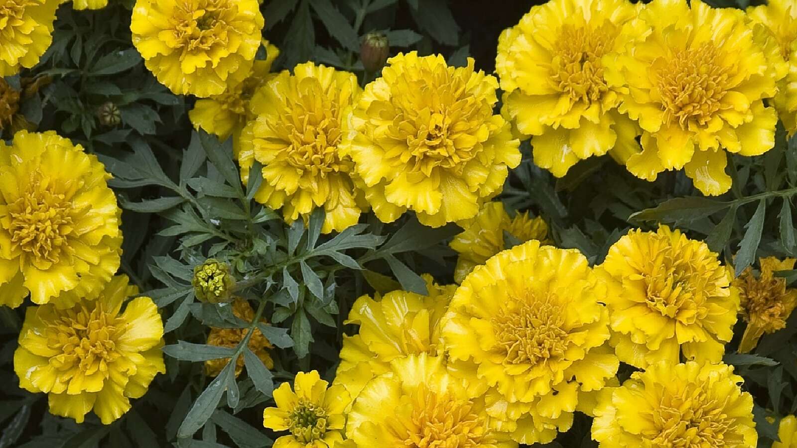 French Marigold flowers