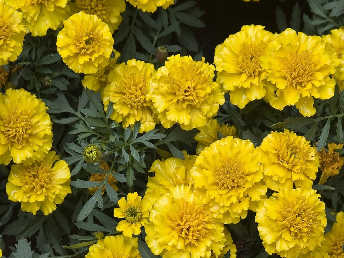 French Marigold flowers