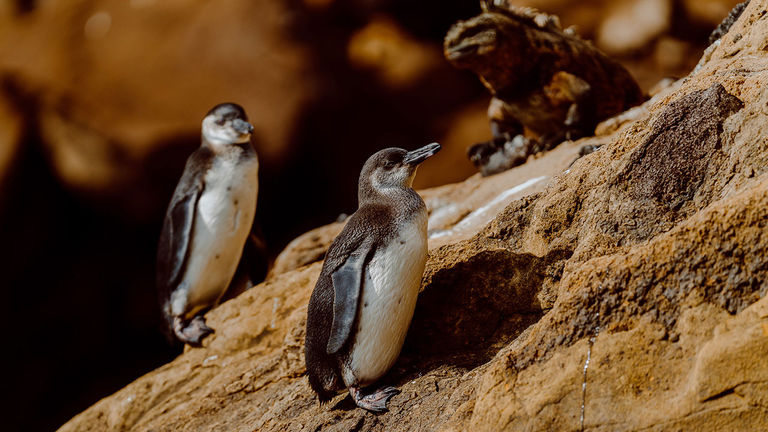 Galapagos penguins are the only ones found north of the equator.