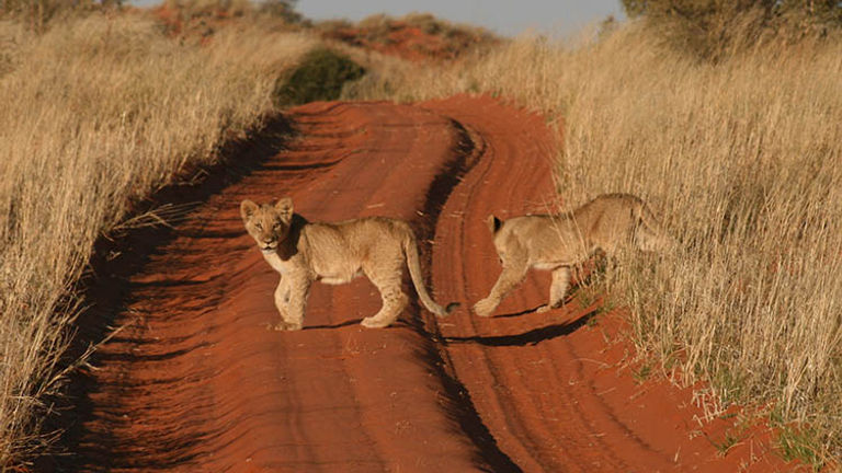 Game drives promise sightings of a variety of animals, which may include lion cubs. // © 2016 !Xaus Lodge